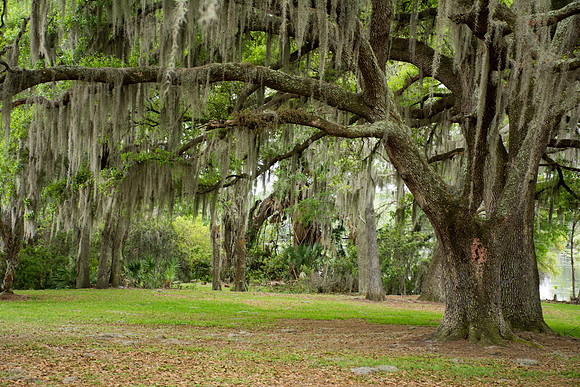 Beautiful oak trees at Riverhills Park