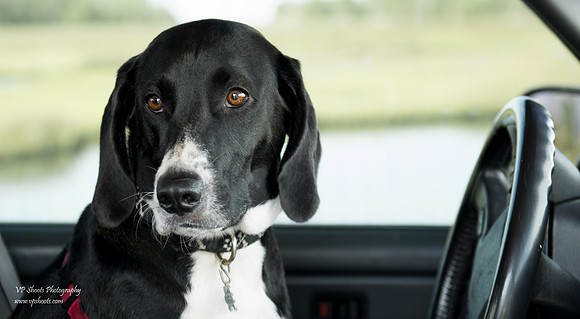 Dog in driver seat of car