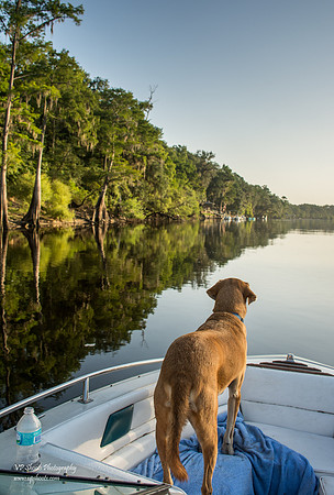Jimbo, dog, boating on the river