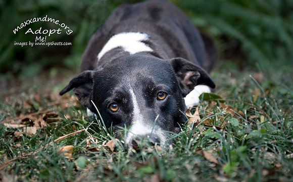 Amore - male adopted