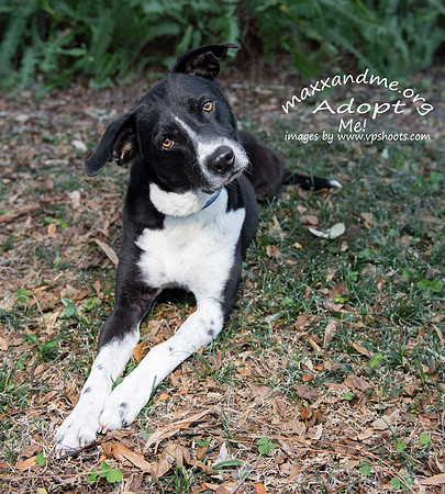 Amore - male adopted
