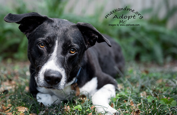 Amore - male adopted