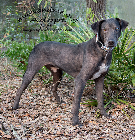 Rucker - male - adopted
