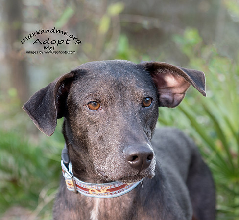 Rucker - male - adopted