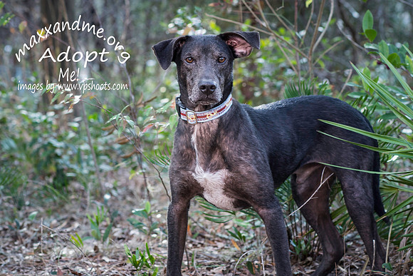 Rucker - male - adopted