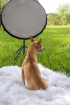 Dog facing away from camera