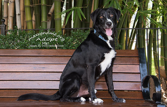 Dog sitting on a bench