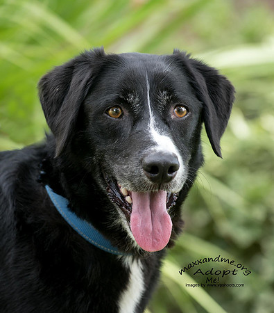 Black dog face portrait