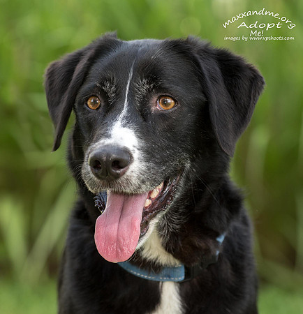 Black dog face portrait