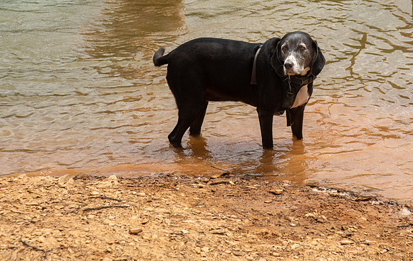 Dog cooling off in lake, Tsali Trails, North Carolina