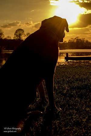 Dog silhouette at sunset