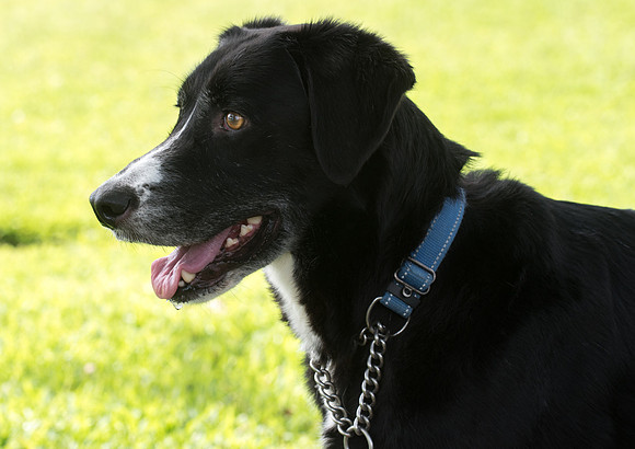 Dog wearing a martingale collar