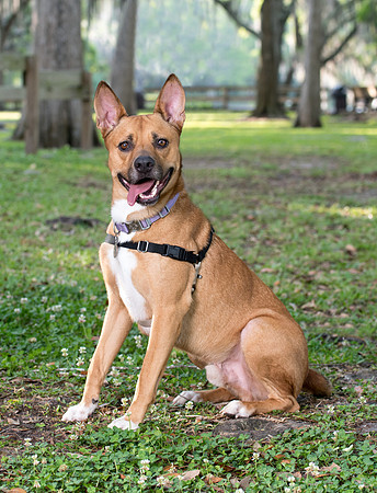 Dog with collar and harness