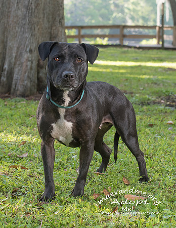 Dog with basic collar
