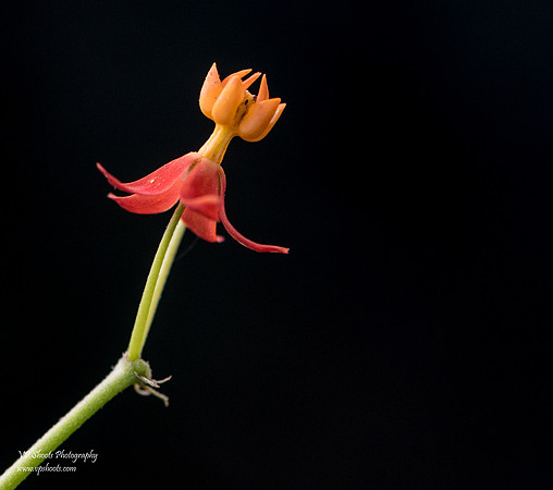 single milkweed flower up close