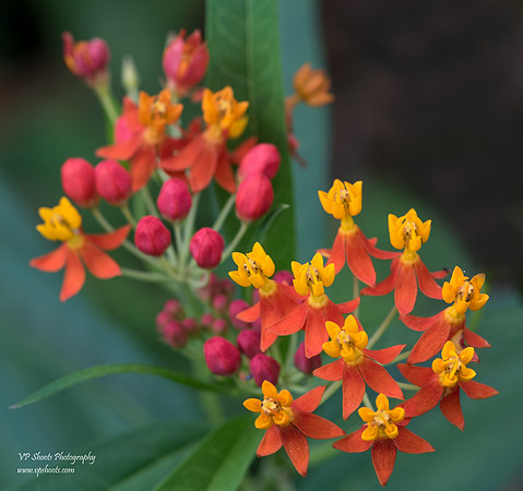 Milkweed flower