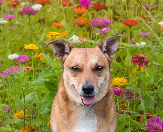 Dog face portrait among the flowers