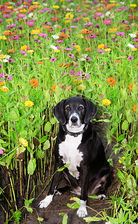 Abby, hound dog, sitting among the flowers
