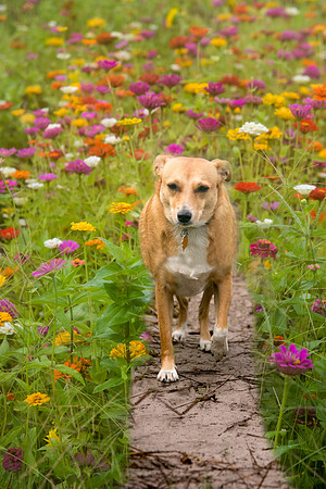 Rue, small dog, running through the zinnias