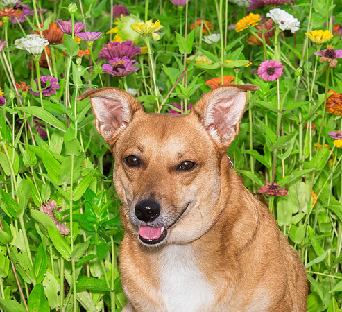 Brown dog sitting among the flowers