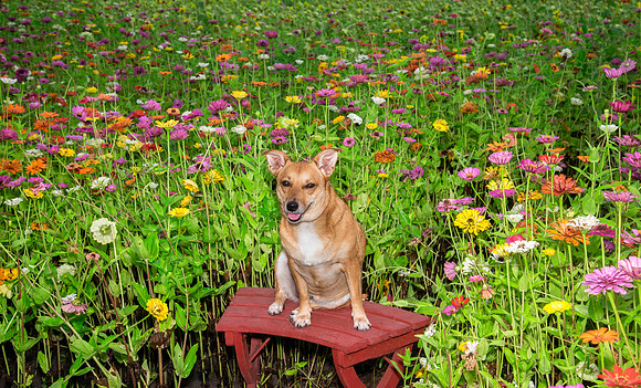 Small dog sitting in the flower field
