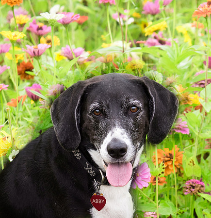 Dog portrait among the flowers