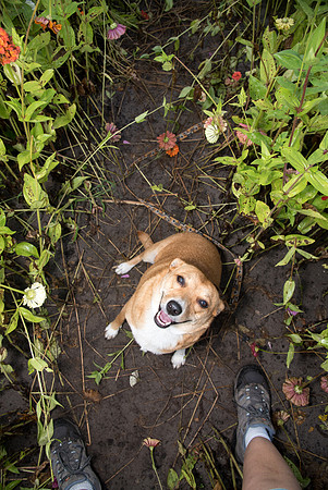 Dog looking up at the camera