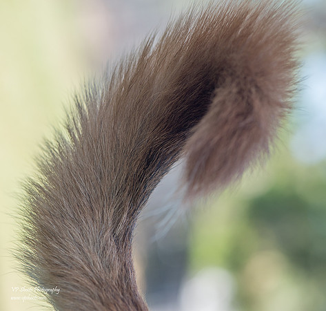 Curled brown dog tail