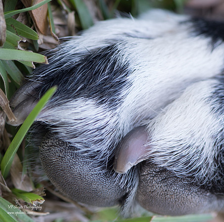 Dog paw