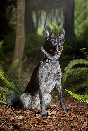 Dog posing in a wooded area
