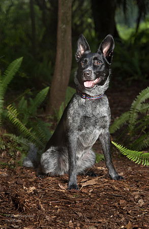 Dolly, female dog, posing for the camera