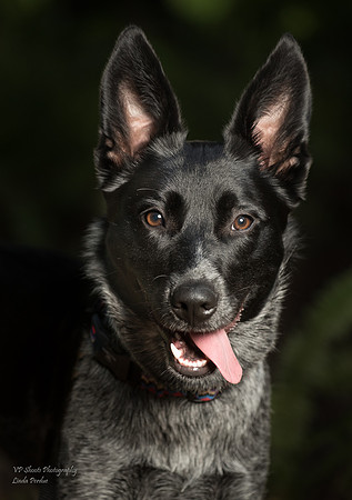 Black dog face portrait with sideways tongue