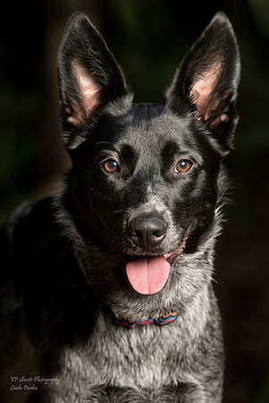 Beautiful black and white dog face portrait
