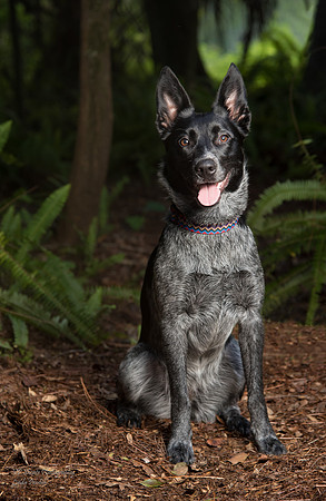 Black and white dog in the woods