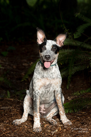 Blue heeler puppy sit pose