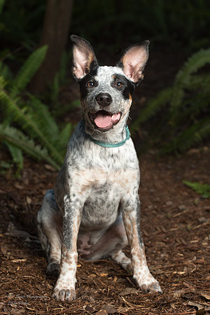 Blue heeler puppy  sitting pose