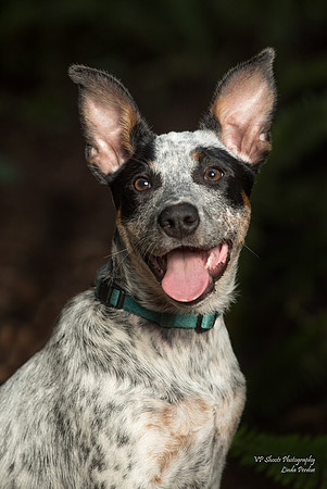 Blue heeler face portrait