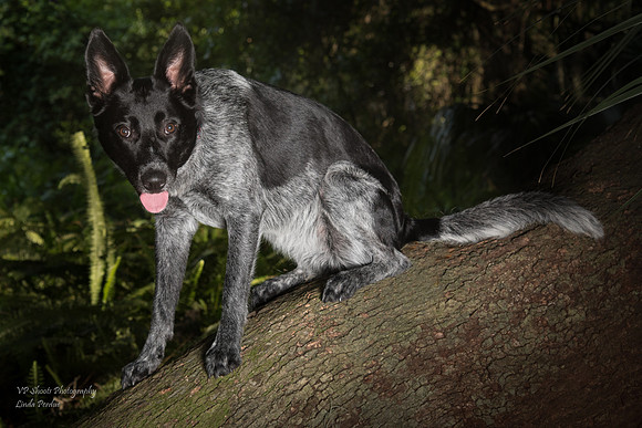 Black and white dog sitting in tree