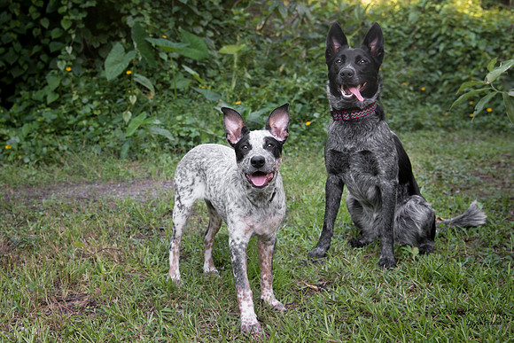 Lola and Dolly - dog cousins