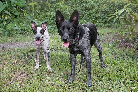 Lola and Dolly - dog cousins