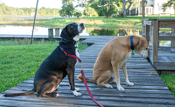 Dog friendly Riverhills Park
