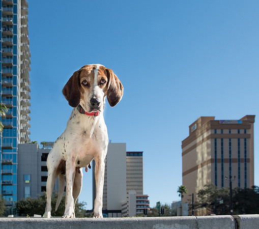 Dog downtown park