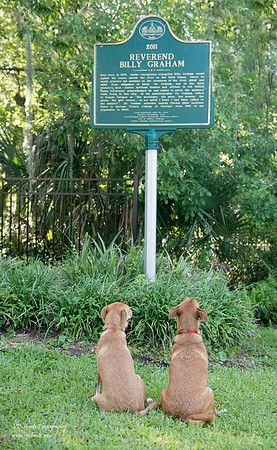 Dogs looking at the Billy Graham Historical Sign