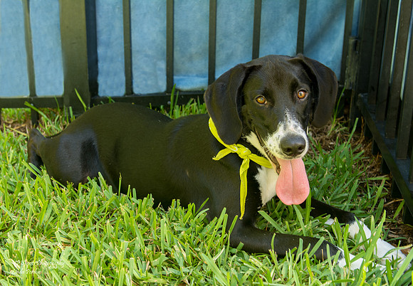 Abby - Adopted by us!