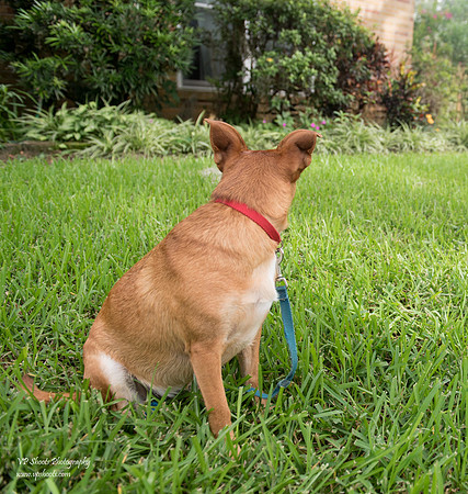 Ollie (dog) looking away from the camera