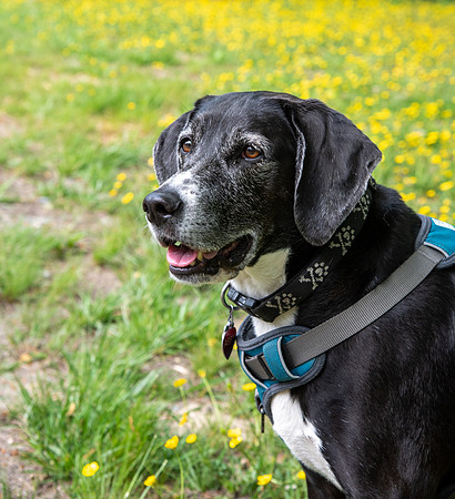 Black hound dog among the yellow flowers