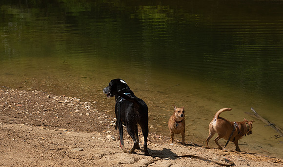 Dogs at lake shore, Tsali Trails, North Carolina