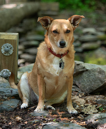Dog hiking in North Carolina
