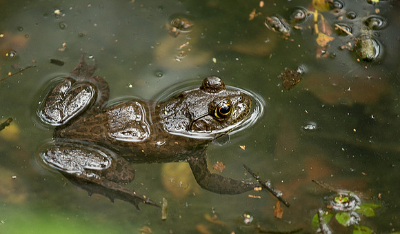 Bullfrog at Eureka Springs Park