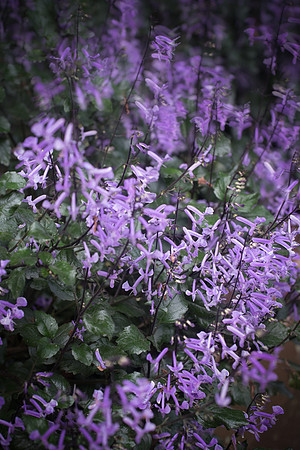 Purple flowers at Eureka Springs Park